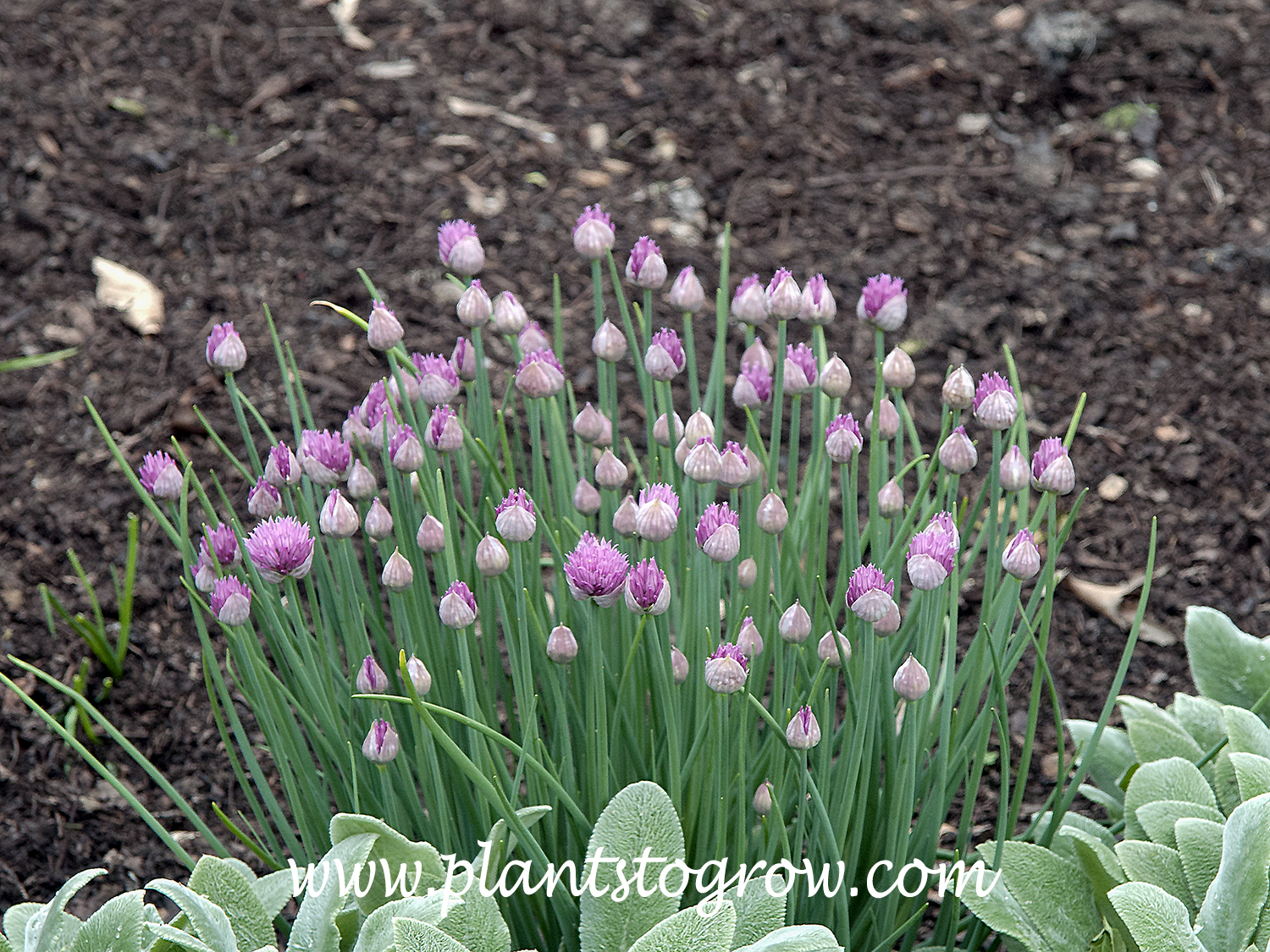 Forescate Chives (Allium schoenoprasum Forescate)